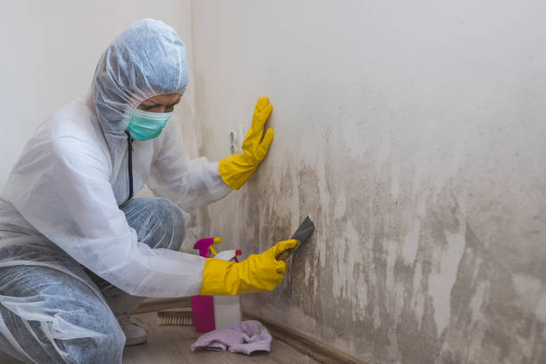 Professional Mold Removal in Evans, CO