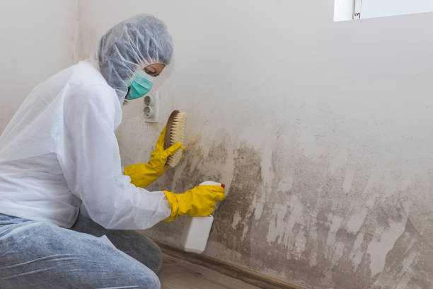 Best Attic Mold Removal  in Evans, CO