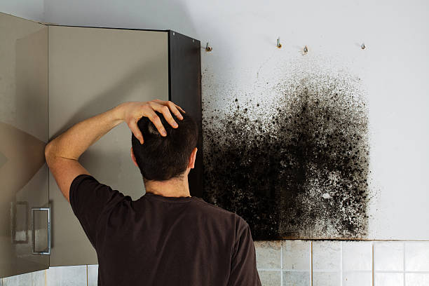 Best Affordable Mold Removal  in Evans, CO
